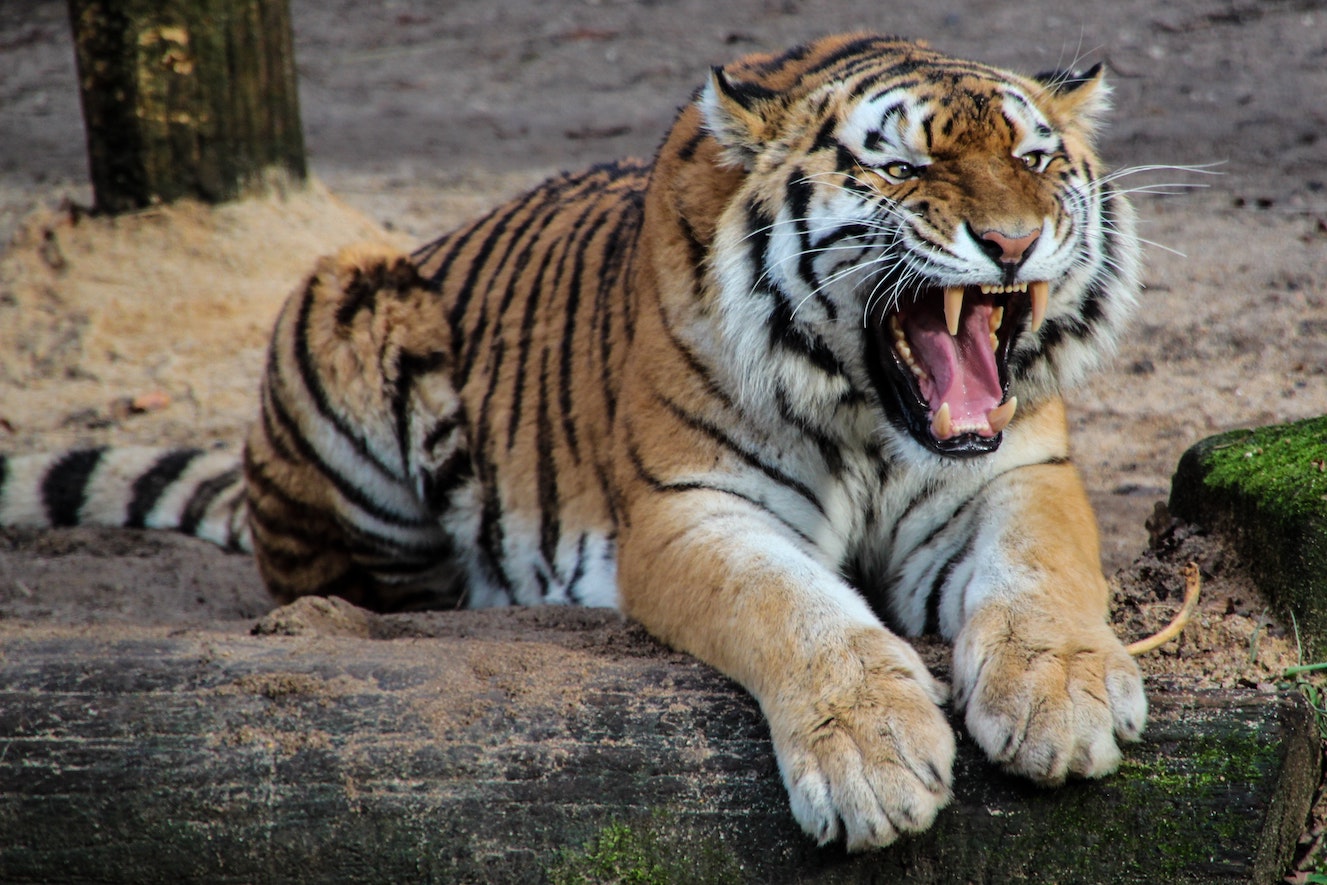 Tiger klein.jpeg